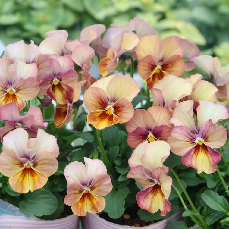 可愛いビオラ♡フラミンゴももか♡♡３号♡5個セット♡ポットごとメルカリ便 可愛いビオラ♡フラミンゴももか♡♡3号♡5個セット♡ポットごと