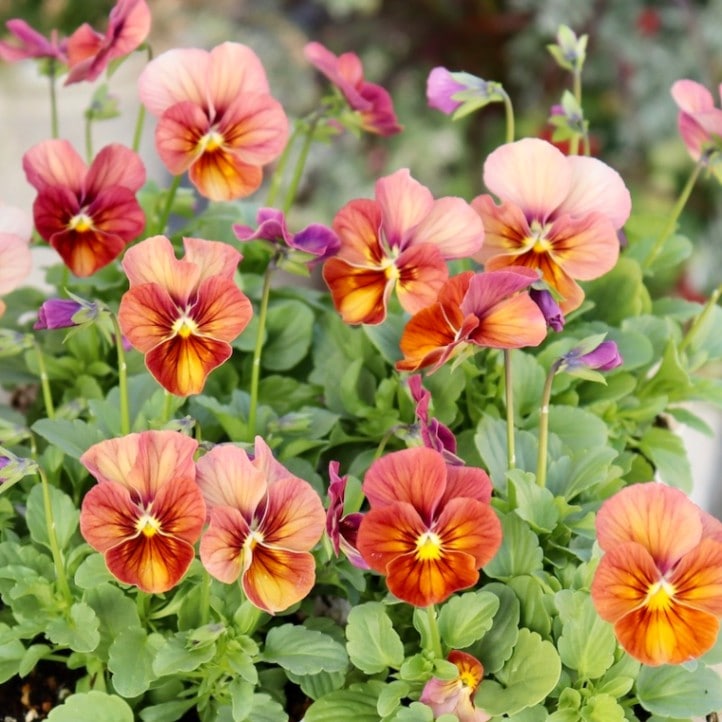 ビオラ・なごみももか「しんしん」3番(3.5号ポット)