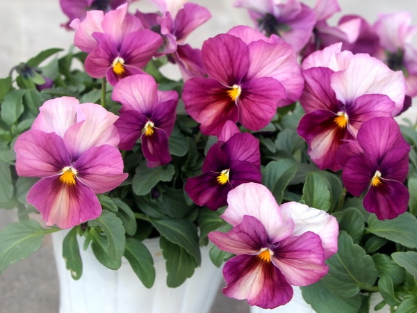 ビオラ・なごみももか「しんしん」5番(3.5号ポット)