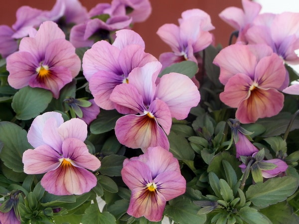 ビオラ・なごみももか「しんしん」7番