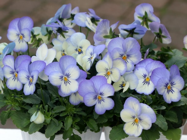 ビオラ・フローラルパワー「ブルーピコティ」(3.5号ポット)