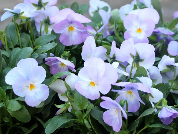 ビオラ・フローラルパワースーパー「ソフトピンク」(3.5号ポット)