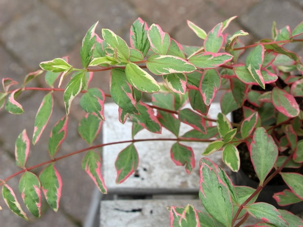 ヒペリカム「トリカラー」