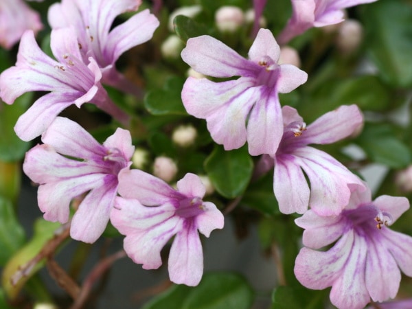 ヒメキランソウ「ピンク」