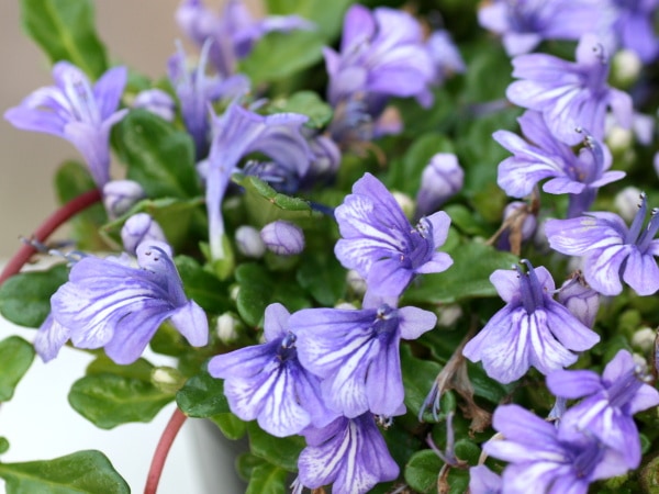 ヒメキランソウ「ブルー」