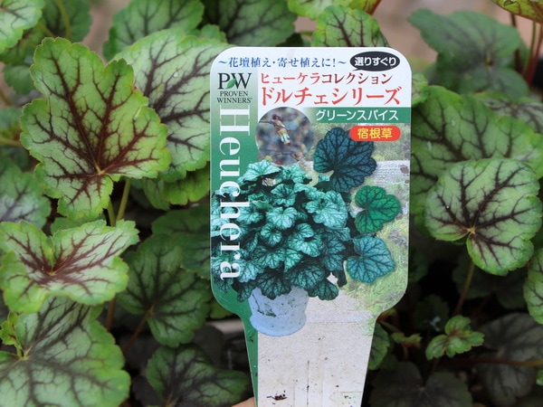 ヒューケラ・ドルチェシリーズ「グリーンスパイス」