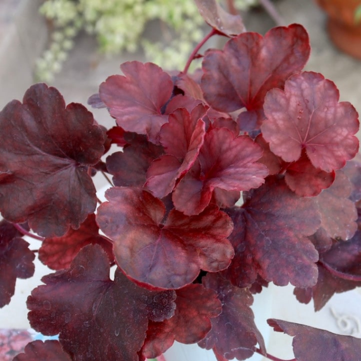 画像の現品!! ヒューケラ・ドルチェシリーズ「チェリーコンポート」