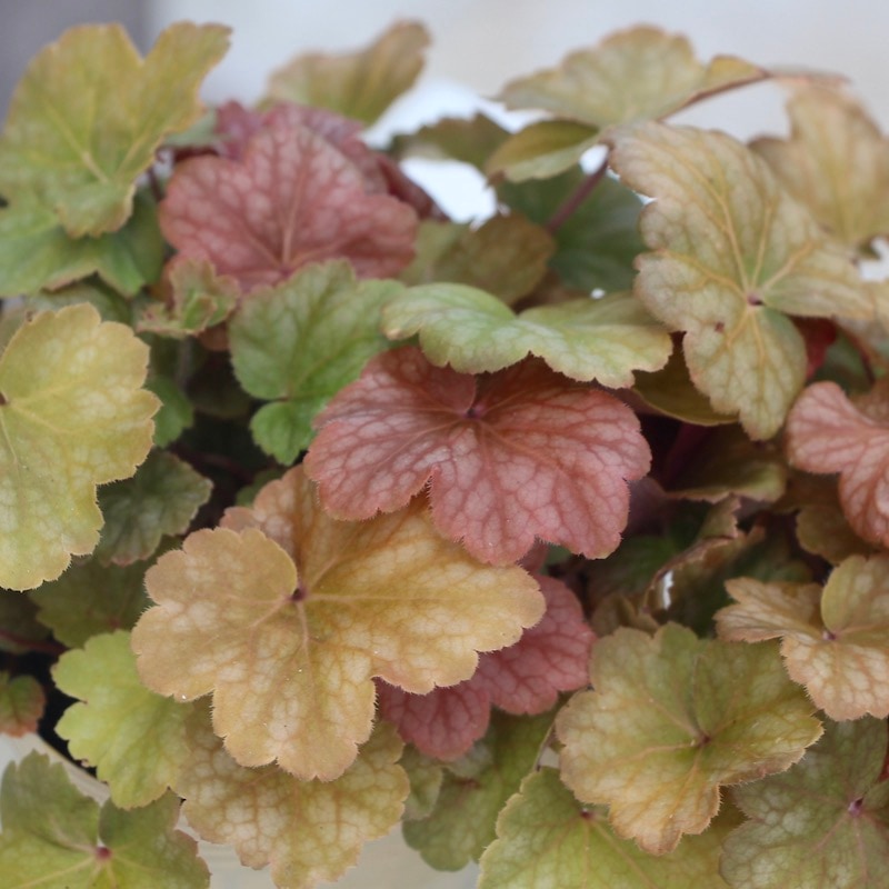 ヒューケラ・ドルチェシリーズ「バタークリーム」(3.5号ポット)