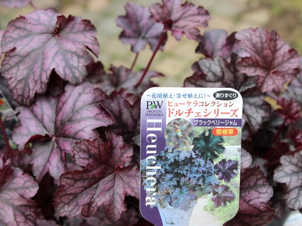 ヒューケラ・ドルチェシリーズ「ブラックベリージャム」