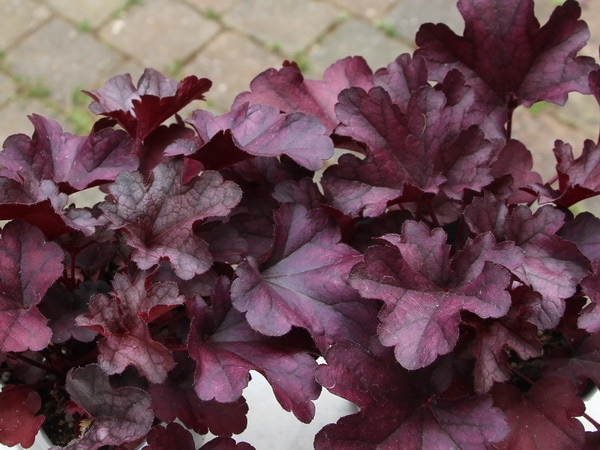 ヒューケラ・ドルチェシリーズ「ブラックベリータルト」