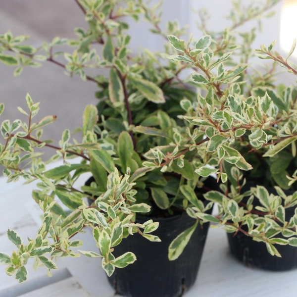 ピラカンサス「ハーレクイーン」