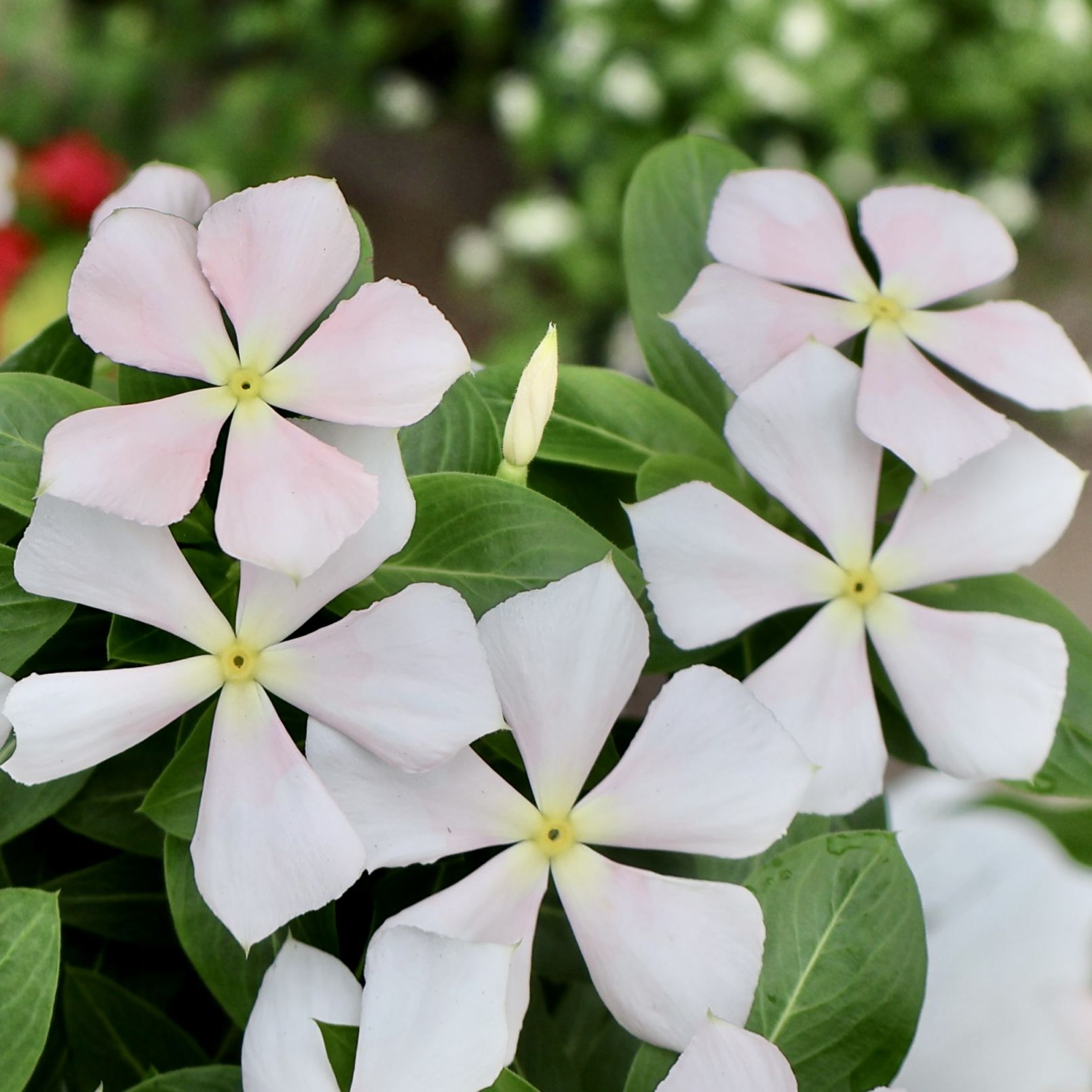 植物（花苗・植物）を色から選ぶ｜ネット通販ショップ～風散歩～