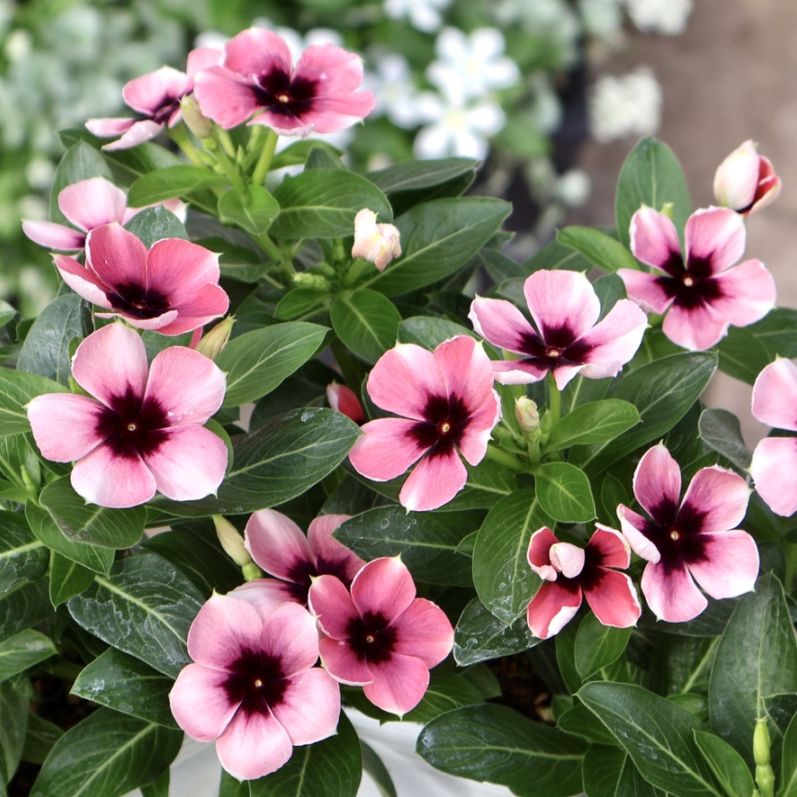 植物（花苗・鉢物）を品名から選ぶ｜ネット通販ショップ～風散歩～