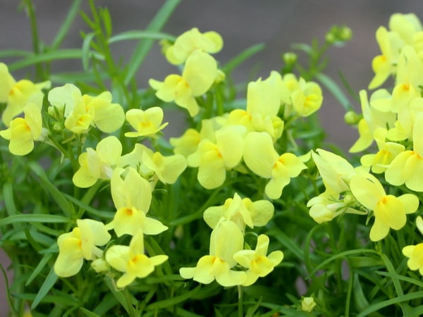 フィリア「イエロー」