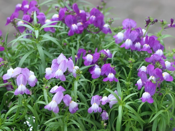 フィリア「バイオレット」