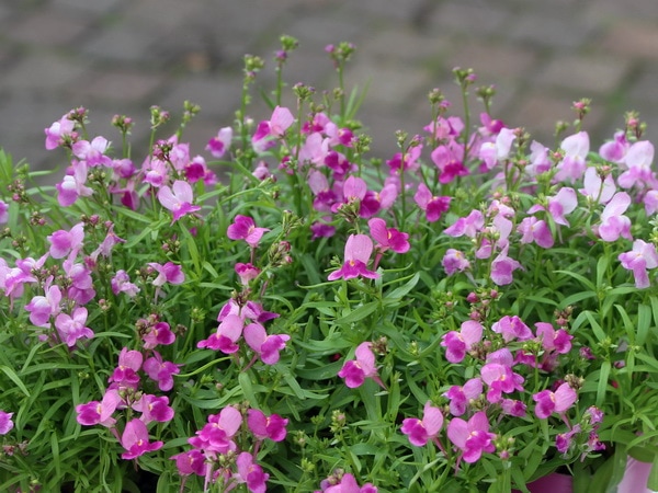 フィリア「ピンク」