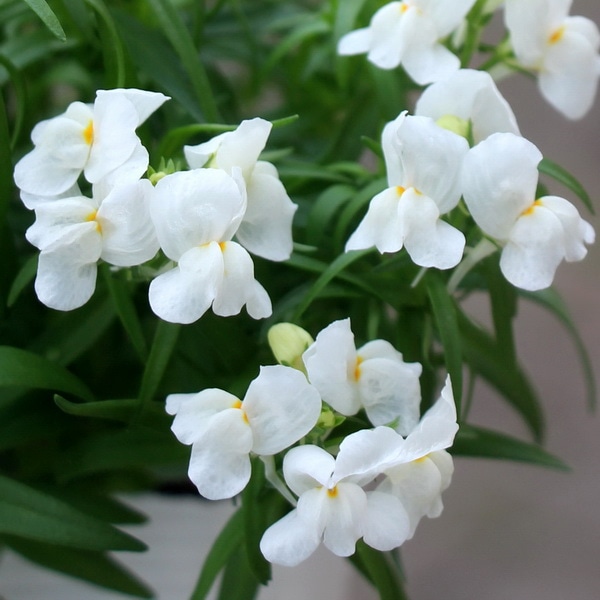 フィリア「ホワイト」