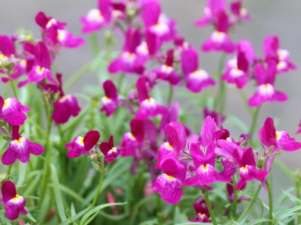 フィリア「ローズ」