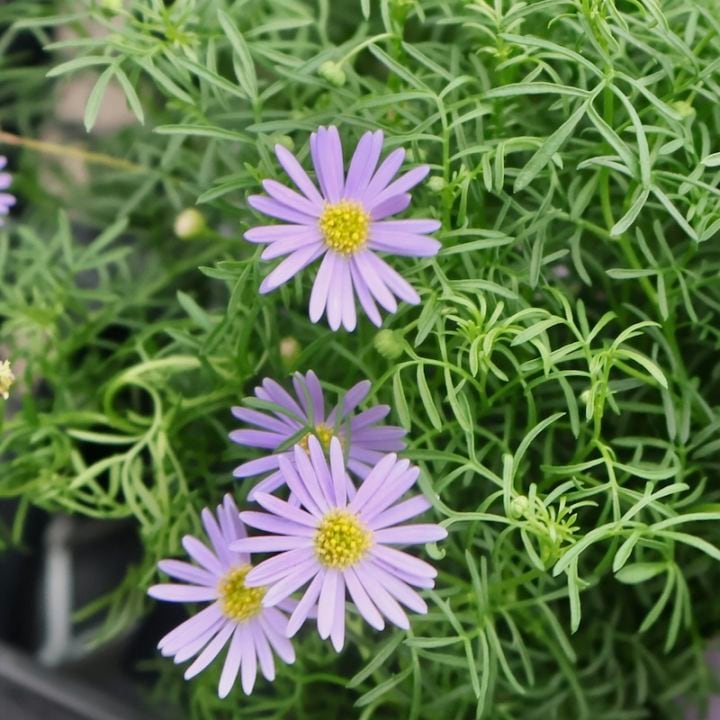 細葉と小花が可愛い♪ブラキカム(ヒメコスモス)「ラベンダープティ」