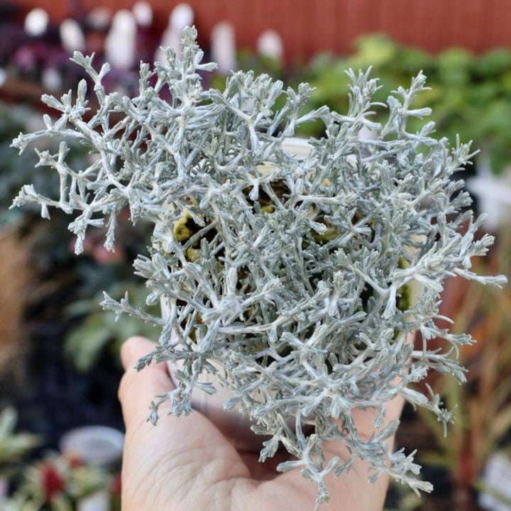 シルバー系｜葉物植物（カラーリーフ）｜ネット通販ショップ～風散歩～