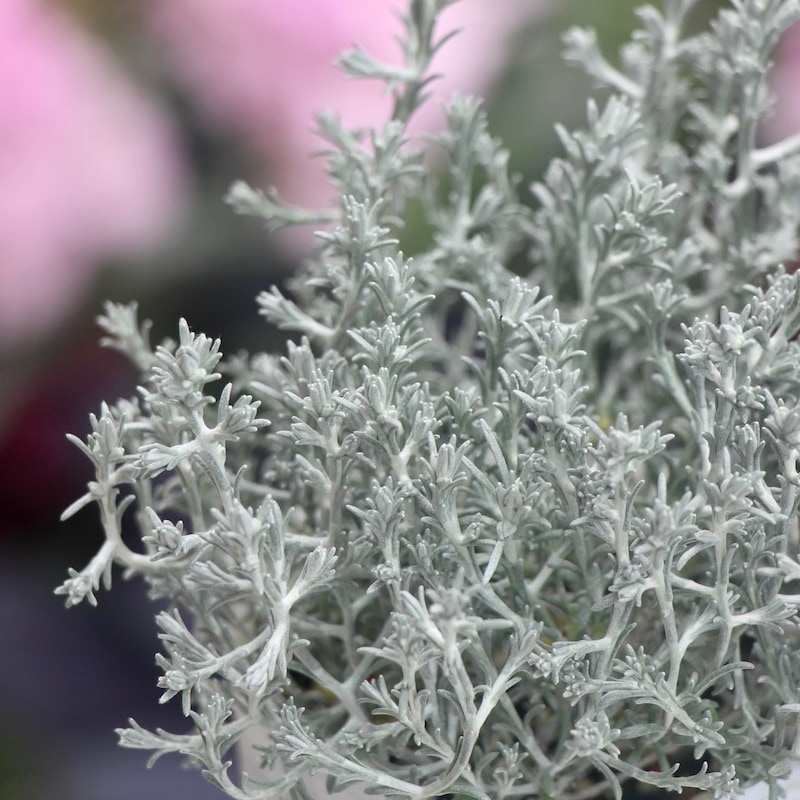 ボリューム満点株♪シルバーリーフ「プラチーナ」厚葉タイプ