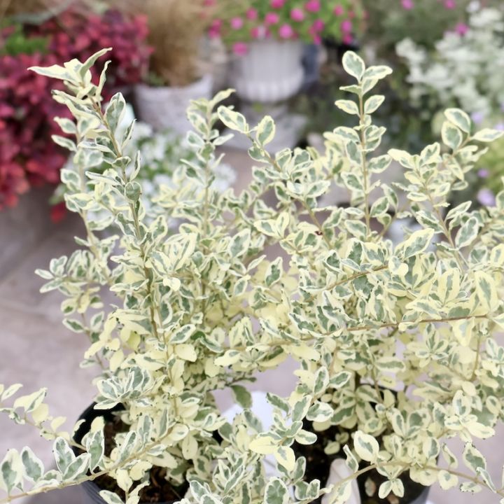 プリペット「カスタードリップル」(2.5号ロングポット)