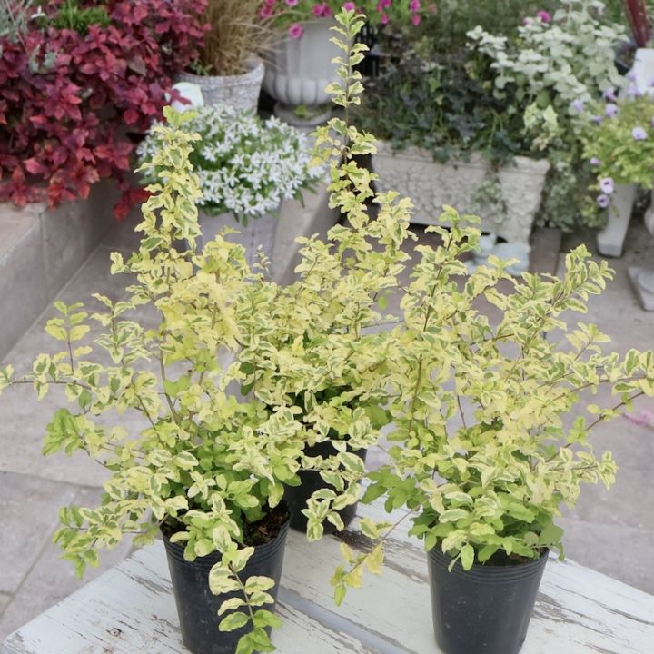 25.【現品 根付き】雷童錦　7.5㌢鉢 斑入り　黄色花 25.【現品 根付き】雷童錦 7.5㌢鉢 斑入り 黄色花