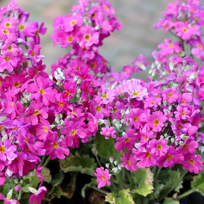 プリムラ・マラコイデス「うぐいす」(ローズ)