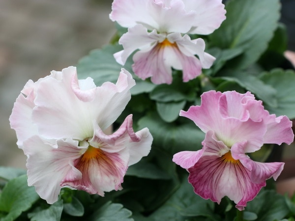 フリル咲きパンジー「ももこ」