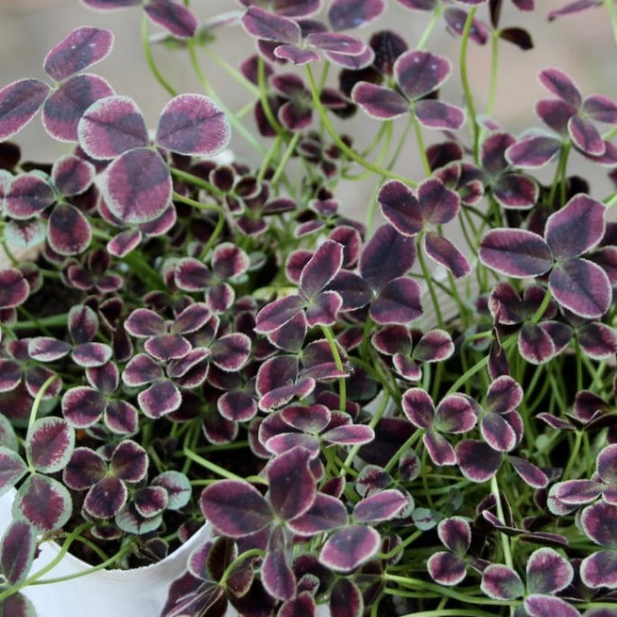 プリンセスクローバー「エステル」