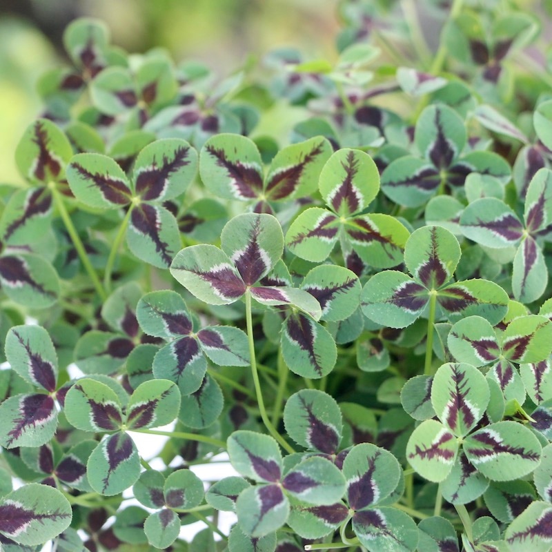 プリンセスクローバー「ジェシカ」