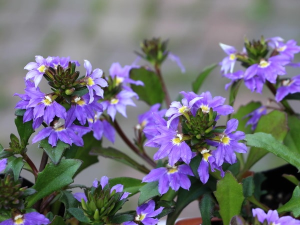 ブルーファンフラワー(スカエボラ)