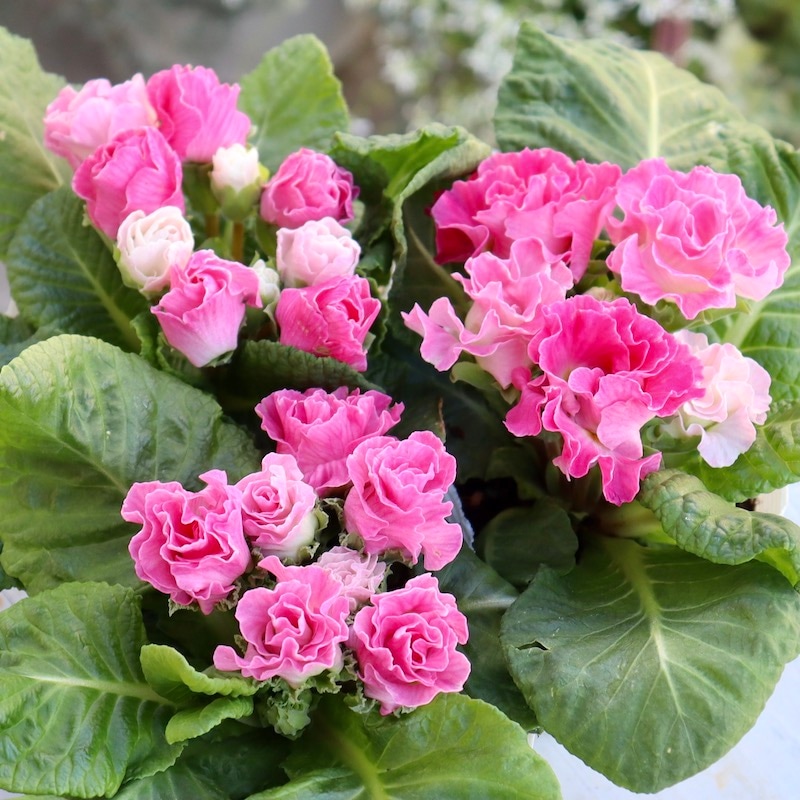 プレミアム・バラ咲きプリムラ・ジュリアン「いちごのミルフィーユ」