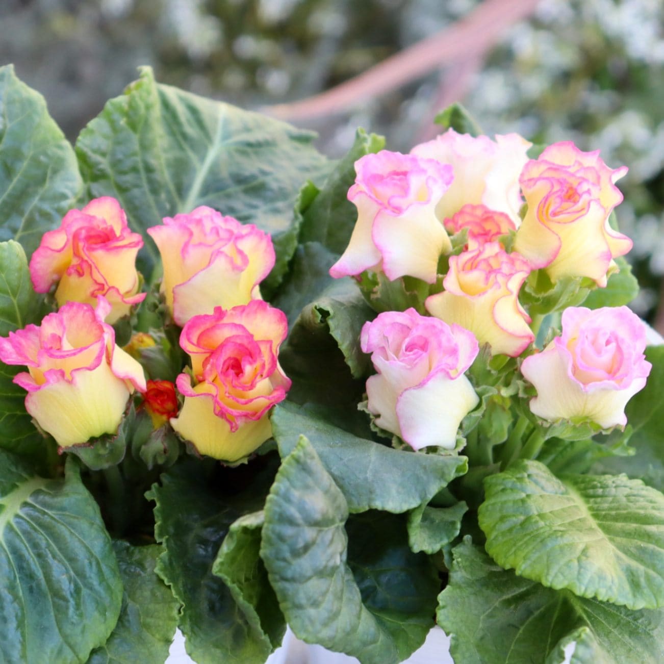 プレミアム・バラ咲きプリムラ・ジュリアン「プリンアラモード」