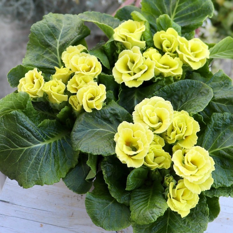 プレミアム・バラ咲きプリムラ・ジュリアン「マスカットのジュレ」