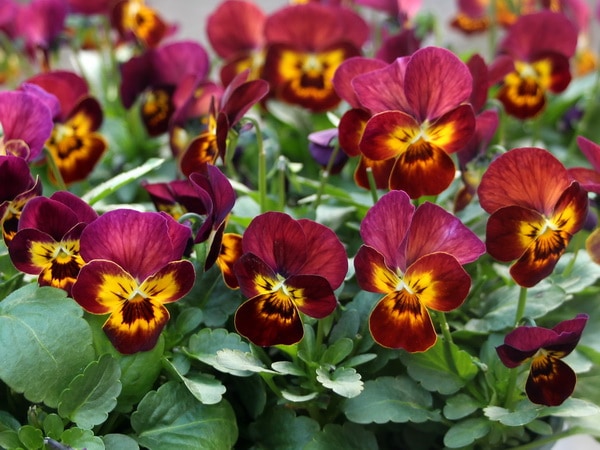 プレミアムビオラ・ディージェイ「コッパーフィールド」ダーク系(特大