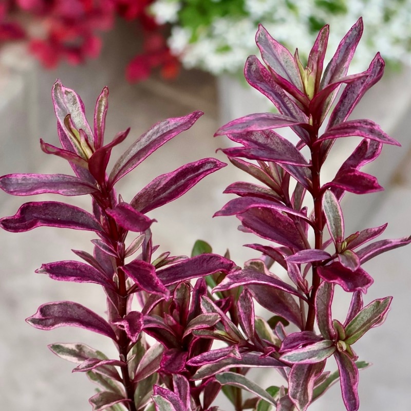 2つに株分け可能♪ヘーベ「アイスイザベラ」