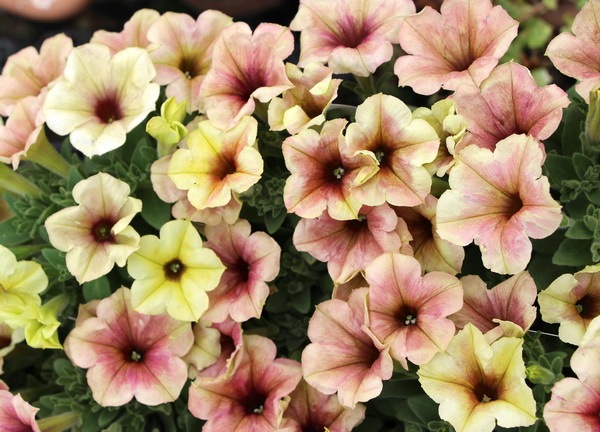 ペチュニア プレジャーシリーズ オレンジコーラル 3 5号ポット