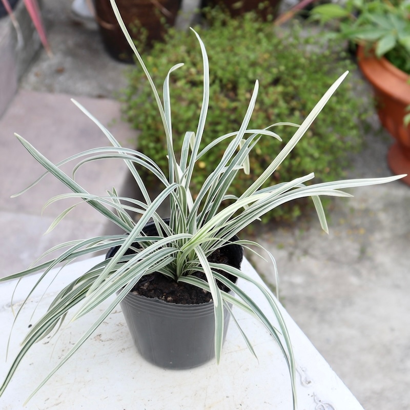 寄せ植えに♪ミスカンタス(ミスキャンタス)