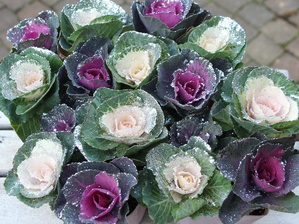 ミニハボタン「キラキラ葉牡ちゃん」