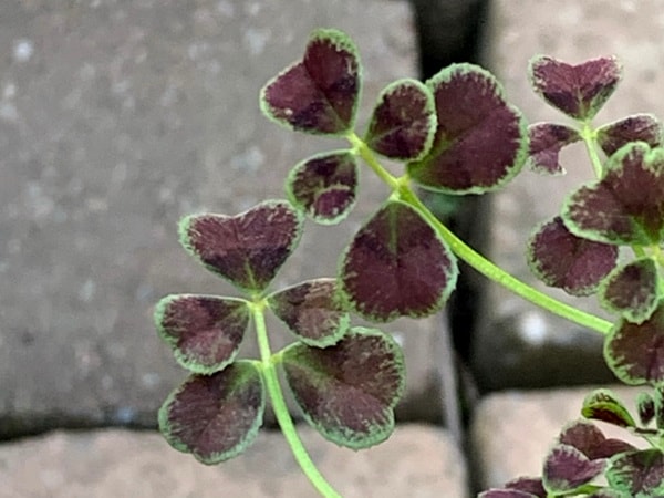 みもと園芸クローバー☆天使のドレス「クラシック」