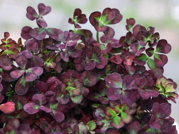 みもと園芸クローバー☆天使のドレス「ジュエル」