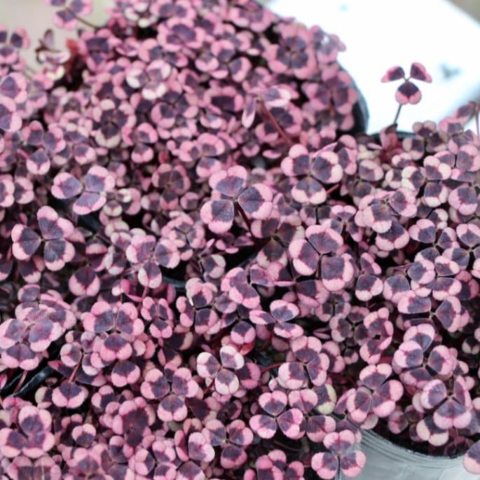 みもと園芸クローバー☆天使のピアス「カプチーノ」