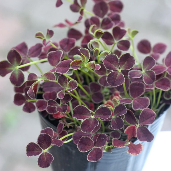 みもと園芸クローバー☆天使のピアス「ティラミス」