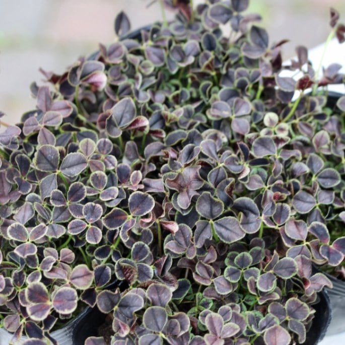 みもと園芸クローバー☆天使のピアス「ブラックジャック」