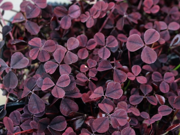 みもと園芸クローバー☆天使の羽「コーヒータイム」