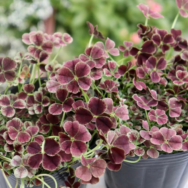 みもと園芸クローバー☆天使の羽「ショコラ」