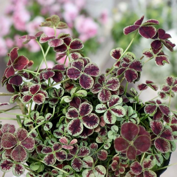 みもと園芸クローバー☆天使の羽「ショコラ」