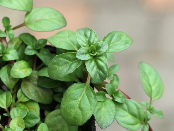 ミントペニーロイヤル