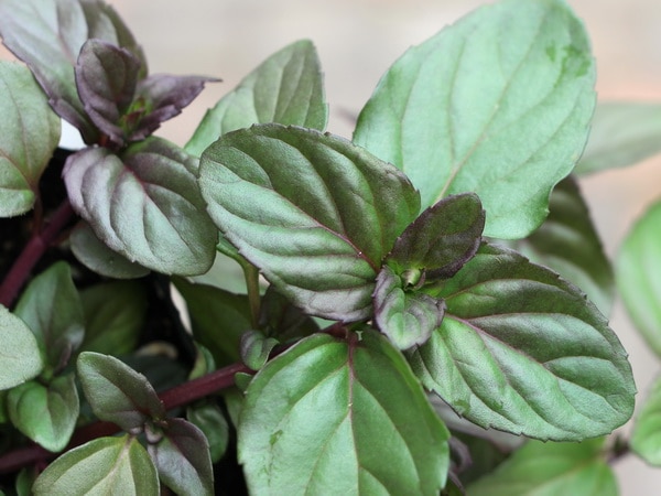 ミントラベンダー